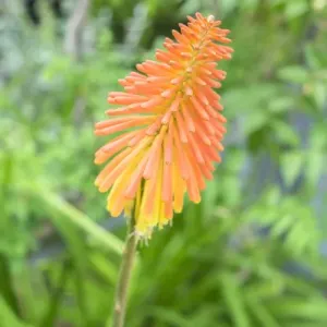 Red-Hot-Poker plant, USA
