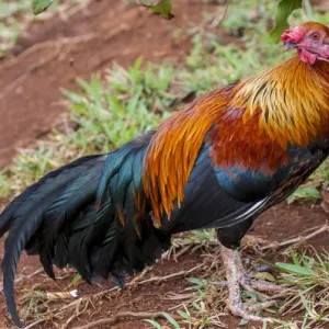 Red Junglefowl on Kauai, Hawaii Red Junglefowl on Kauai, Hawaii