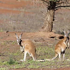 Red kangaroo (Macropus rufus) in Flinders Ranges National Park in Australia