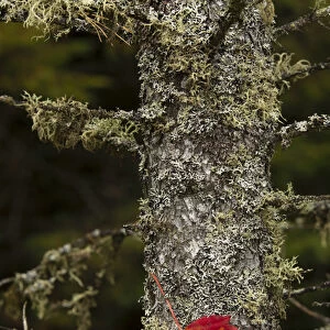 Red leaf and Old Mans Beard lichen on tamarack, Hiawatha National Forest, Alger County