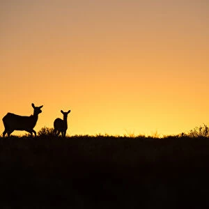 Red Lechwe (Kobus leche), Private game ranch, Great Karoo, SOUTH AFRICA