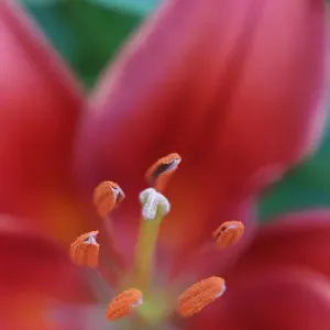 Red lily close-up, Kentucky