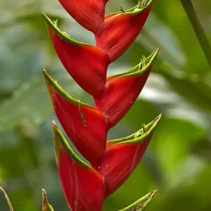 Red Lobster Claw Print: Heliconia caribaea at Maire Nui Gardens