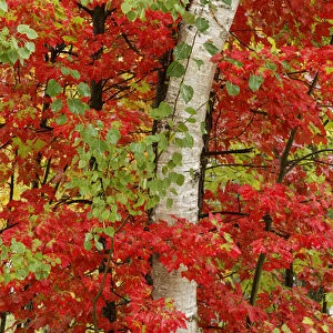 Red maple leaves in autumn and white birch tree trunk, Upper Peninsula of Michigan