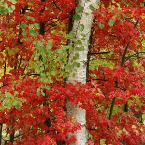 Red maple leaves in autumn and white birch tree trunk, Upper Peninsula of Michigan Red maple leaves in autumn and white birch tree trunk, Upper Peninsula of Michigan