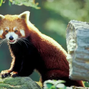 Red Panda (Ailurus