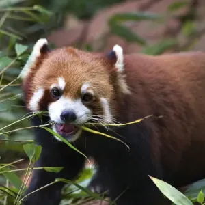 Red Panda Shining Cat Eating Bamboo Panda Breeding Center Chengdu Sichuan China Red Panda Shining Cat Eating Bamboo Panda Breeding Center Chengdu Sichuan China