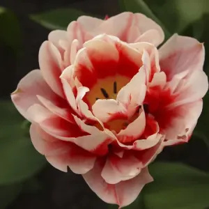 Red and pink tulip Red and pink tulip