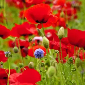 Red Poppies Flowers Blue Clover in Field Snoqualme Washington Papaver Rhoeas Common Red Poppies Flowers Blue Clover in Field Snoqualme Washington Papaver Rhoeas Common