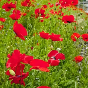 Red Poppies Print: Snoqualmie Field Scene Red Poppies Print: Snoqualmie Field Scene