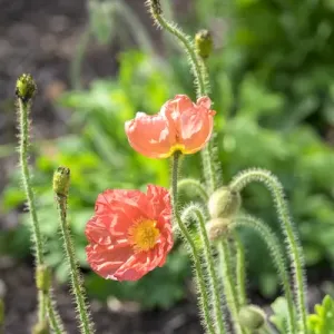 Red Poppy Garden Print, South Carolina Red Poppy Garden Print, South Carolina