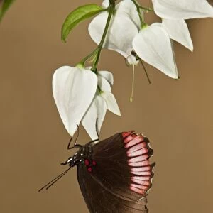Red Rim or Crimson-banded Black Butterfly (Biblis hyperia), Napo River bordering