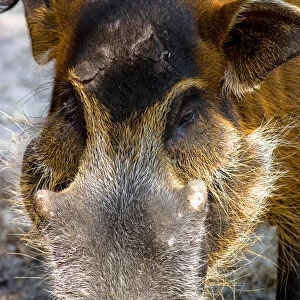 The Red River Hog (Potamochoerus porcus), is a wild member of the pig family that