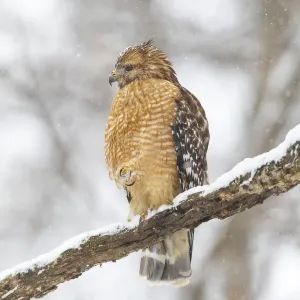 Red-shouldered hawk in snow, Marion County, Illinois Red-shouldered hawk in snow, Marion County, Illinois
