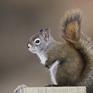 Red Squirrel, Pine Squirrel, Tamiasciurus hudsonicus, adult, Homer, Alaska, USA, March