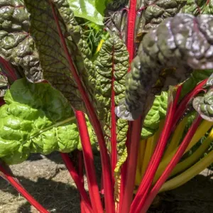Red Swiss Chard, USA