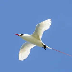 Red-tailed Tropicbird Print, Kilauea Point National Wildlife Refuge Red-tailed Tropicbird Print, Kilauea Point National Wildlife Refuge