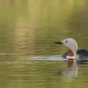 Red-throated Loon Print (Alaska) Red-throated Loon Print (Alaska)