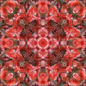 Red tulip kaleidoscope abstract Red tulip kaleidoscope abstract