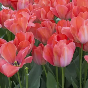 Red tulips Red tulips
