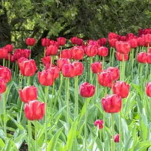 Red tulips, USA