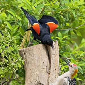 Red-winged Blackbird (Agelaius phoeniceus) adult male scolding a golden-fronted woodpecker