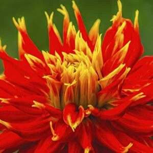 Red yellow orange dinnerplate dahlia blooming. Dahlia named Show N Tell