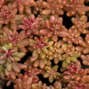 Redberry, Sedum