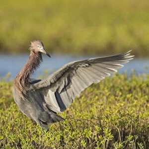 Reddish egret hunting for prey, Egret rufescens, Espiritu Santo, Welder Flats, San Antonio Bay