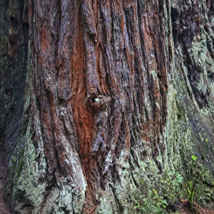 Redwood National Park, base of a giant redwood tree