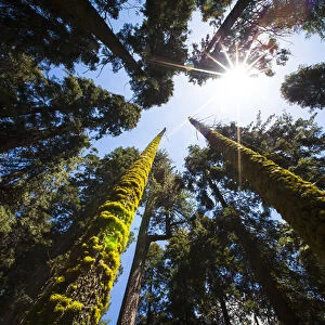 RedwoodNational Park, California. USA. Skyward shot of giant redwood trees