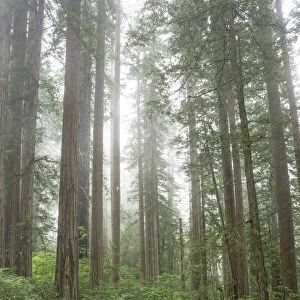 Redwoods, Lady Bird Johnson Grove in fog, Prairie Creek Redwoods State Park, Redwoods National