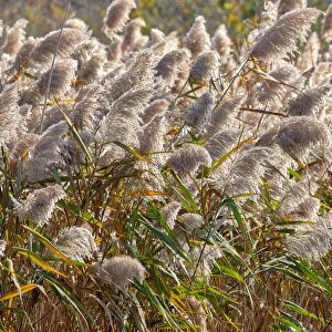 Reedgrass blowing in the wind