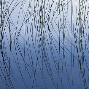 Reeds and reflection Thornton Lake, Hiawatha National Forest, Upper Peninsula of Michigan