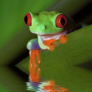Reflection of red-eyed tree frog in water