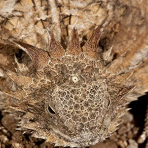 Regal Horned Lizard (Pineal Eye Visible) Phrynosoma solare South Eastern Arizona