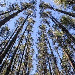 The regularly-spaced trees of the Red Pine Plantation, established in the 1930s
