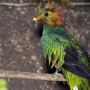 The Resplendent Quetzal (Paromachrus mocinno) inhabits high altitude cloud forests
