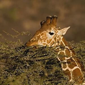 Reticulated Giraffe, Giraffe camelopardalis reticulata, Samburu Game Reserve, Kenya