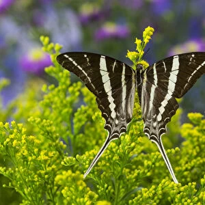 Rhesus Swallowtail Butterfly, Graphium rhesus