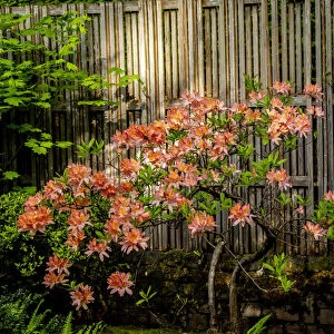 Rhododendron, Portland Japanese Garden