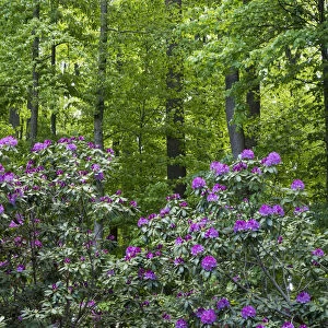 Rhododendrons growing in a forest