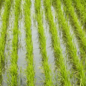Vietnamese Rice Paddy Print Vietnamese Rice Paddy Print