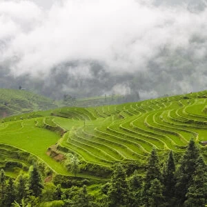 Rice terrace in the mountain in morning mist, Jiabang, Guizhou Province, China