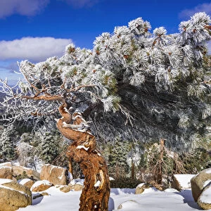 Rime ice on pine tree, San Bernardino National Forest, California, USA