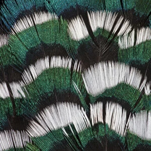 Ring-necked Pheasant neck feathers