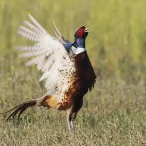Ring-necked Pheasant;Courtship Display & Crow Ring-necked Pheasant;Courtship Display & Crow
