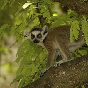 Ring-tailed lemur baby (Lemur catta) Beza mahafaly Special Reserve. South-western MADAGASCAR