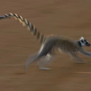 Ring-tailed lemur (Lemur catta) Berenty Reserve. Southern MADAGASCAR