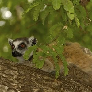 Ring-tailed lemur (Lemur catta) Berenty Reserve. Southern MADAGASCAR
